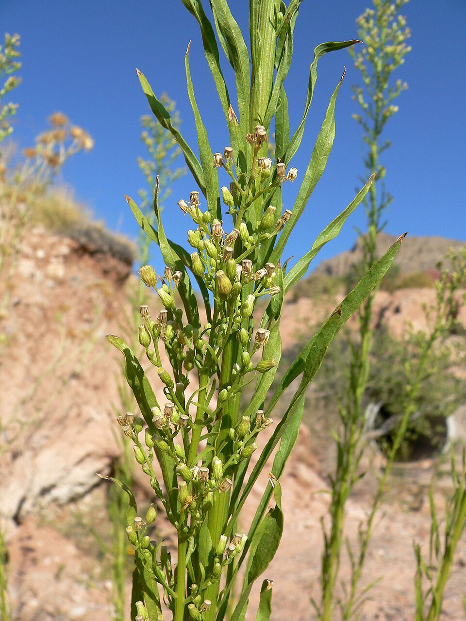 Erigeron canadensis (horseweed)