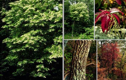 Oxydendrum arboreum (sourwood) (alternate view 7)