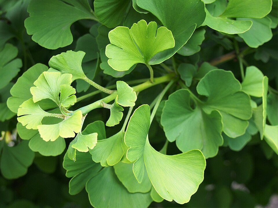 Ginkgo biloba 'Mariken' (Ginkgo Biloba Mariken Tree) (alternate view 4)
