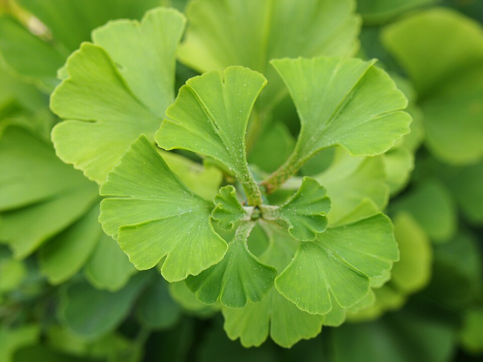 Ginkgo biloba 'Mariken' (Ginkgo Biloba Mariken Tree) (alternate view 5)