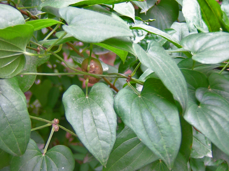 Dioscorea polystachya (Chinese yam) (alternate view 3)