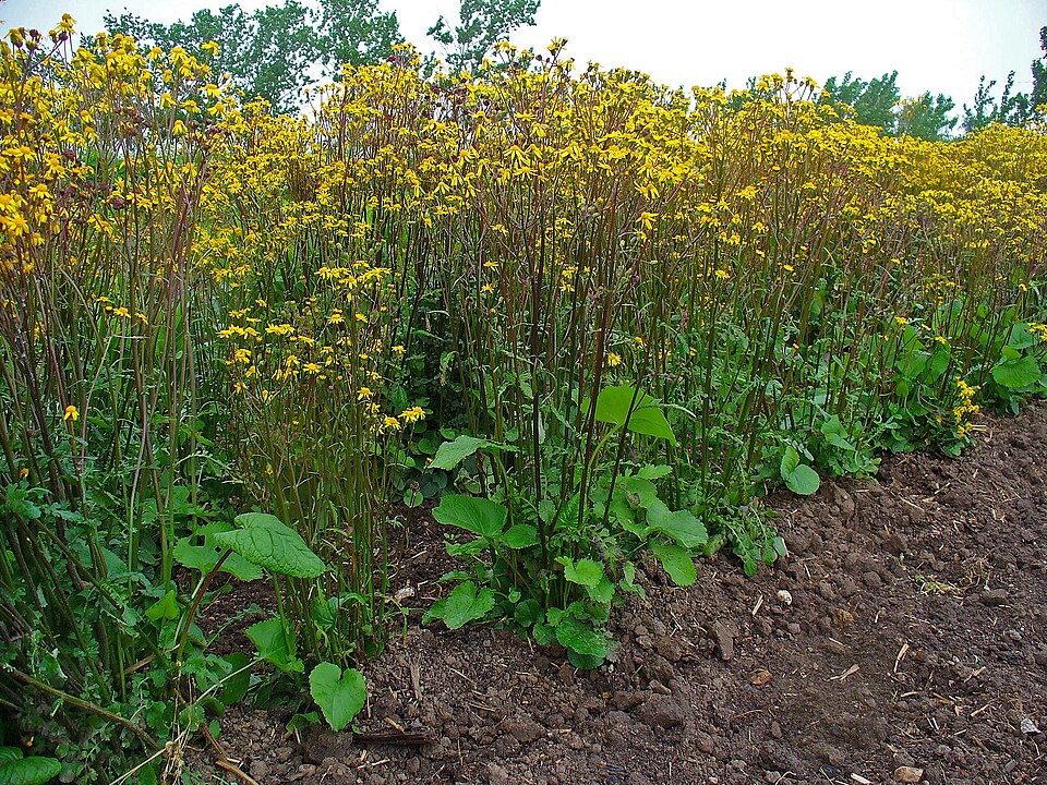 Packera aurea (golden ragwort)