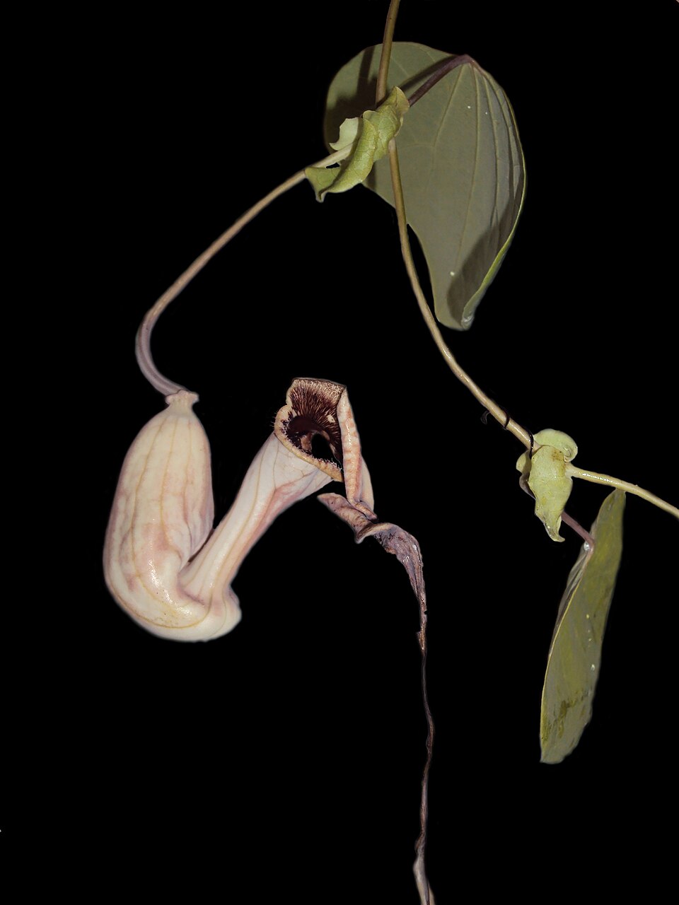 Aristolochia (pipevines and birthworts) (alternate view 7)