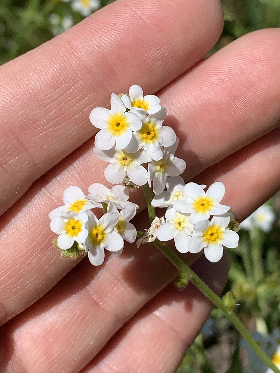 Plagiobothrys (Popcornflowers)