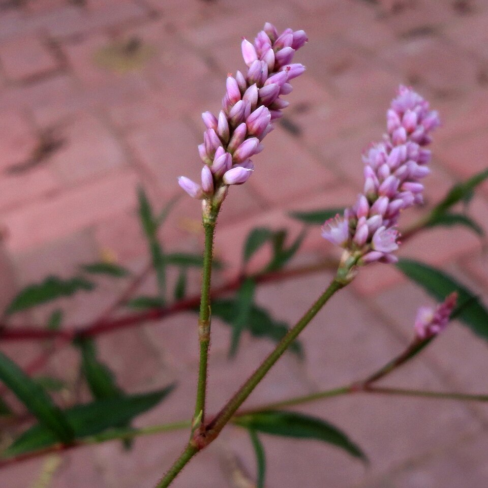 Persicaria pensylvanica (pinkweed) (alternate view 8)