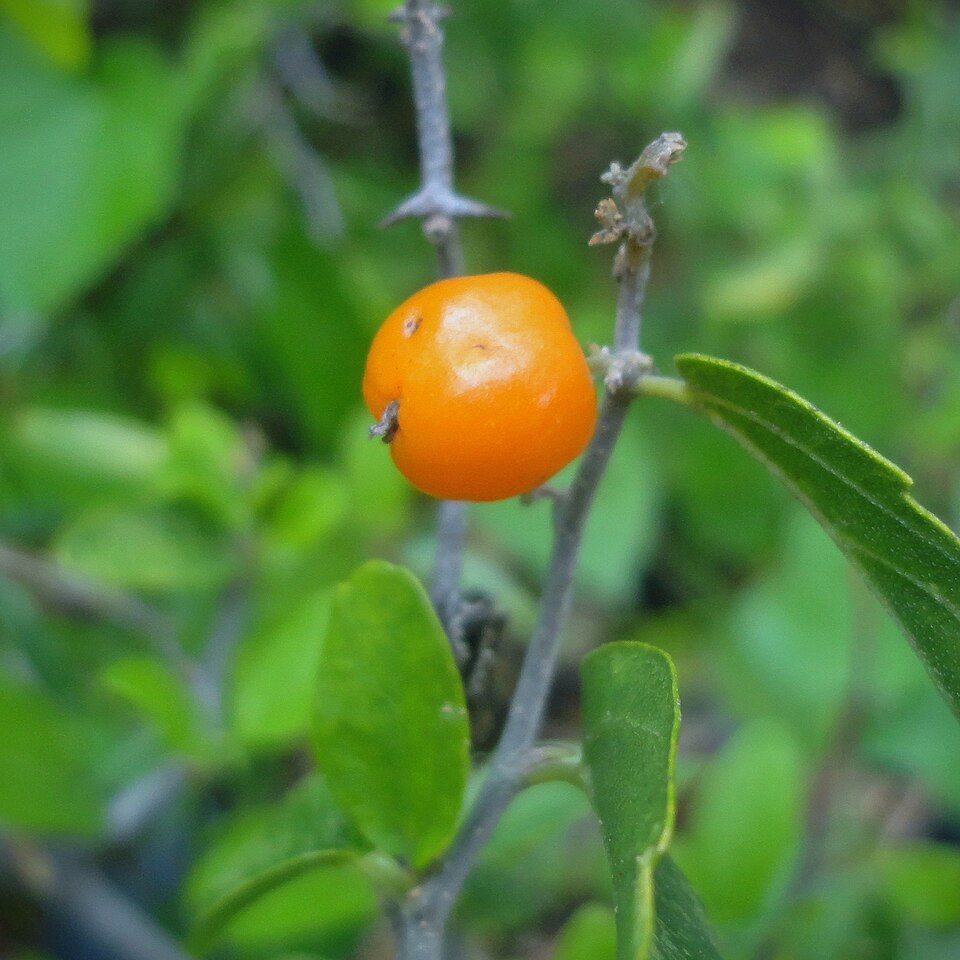 Celtis (hackberries) (alternate view 9)