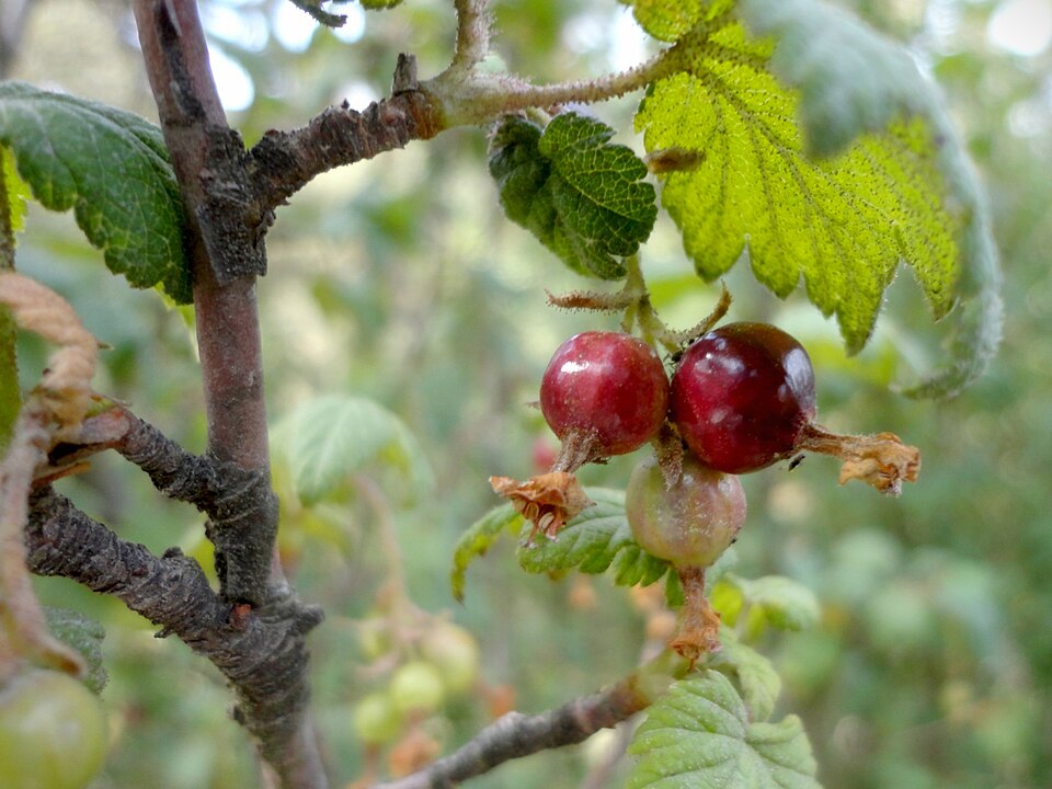 Ribes (currants and gooseberries) (alternate view 3)