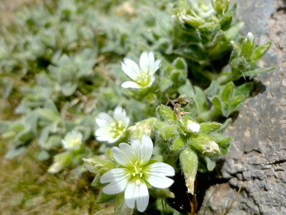 Cerastium (Mouse-ear Chickweeds) (alternate view 11)