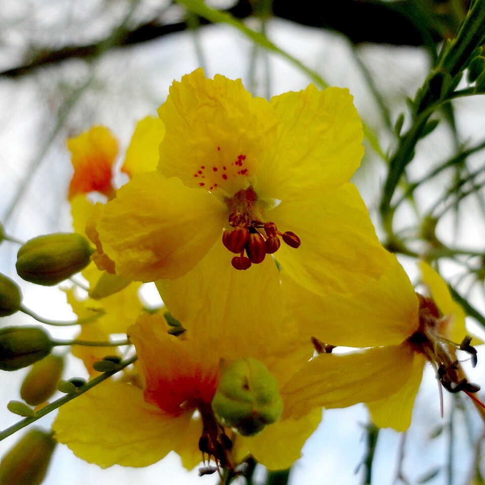 Parkinsonia (palo verde) (alternate view 3)