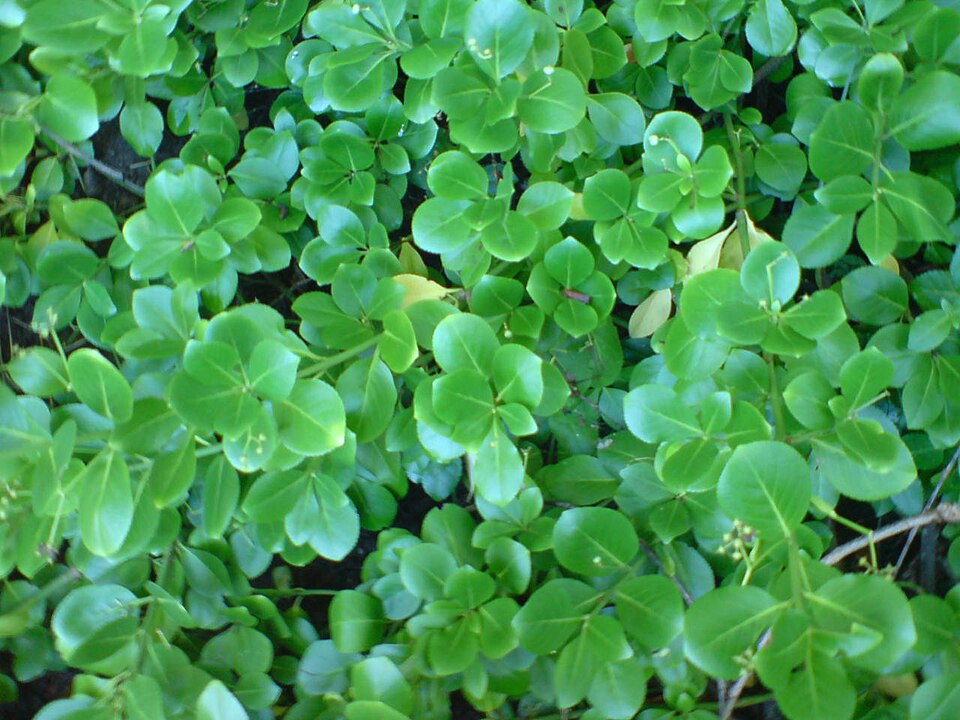 Euonymus fortunei (wintercreeper) (alternate view 10)