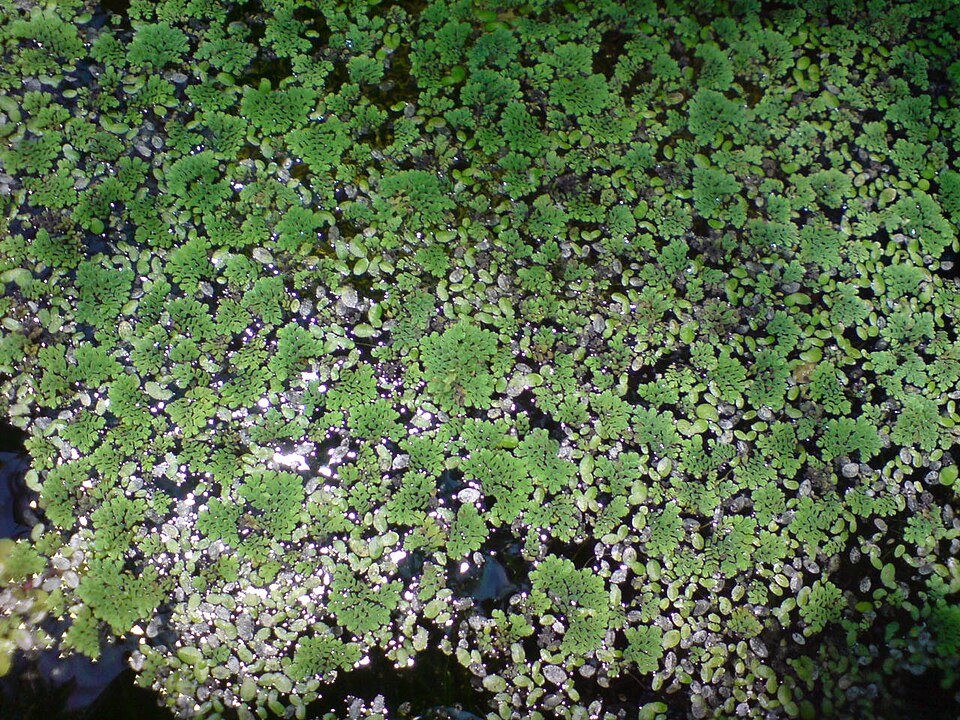 Azolla pinnata (Feathered Mosquito Fern) (alternate view 5)
