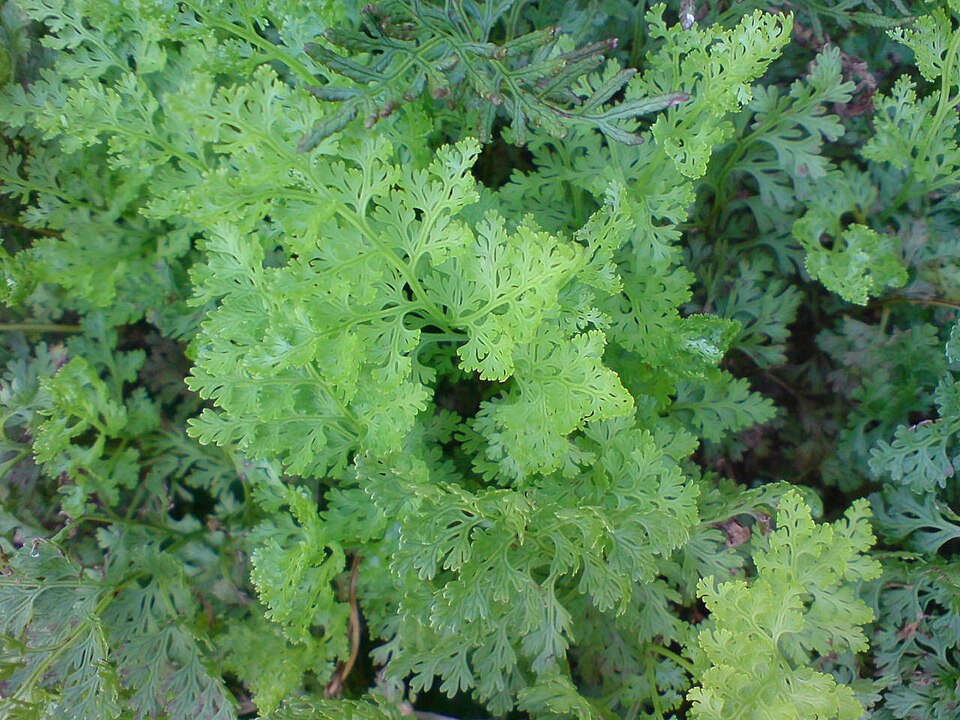 Cryptogramma crispa (parsley fern)