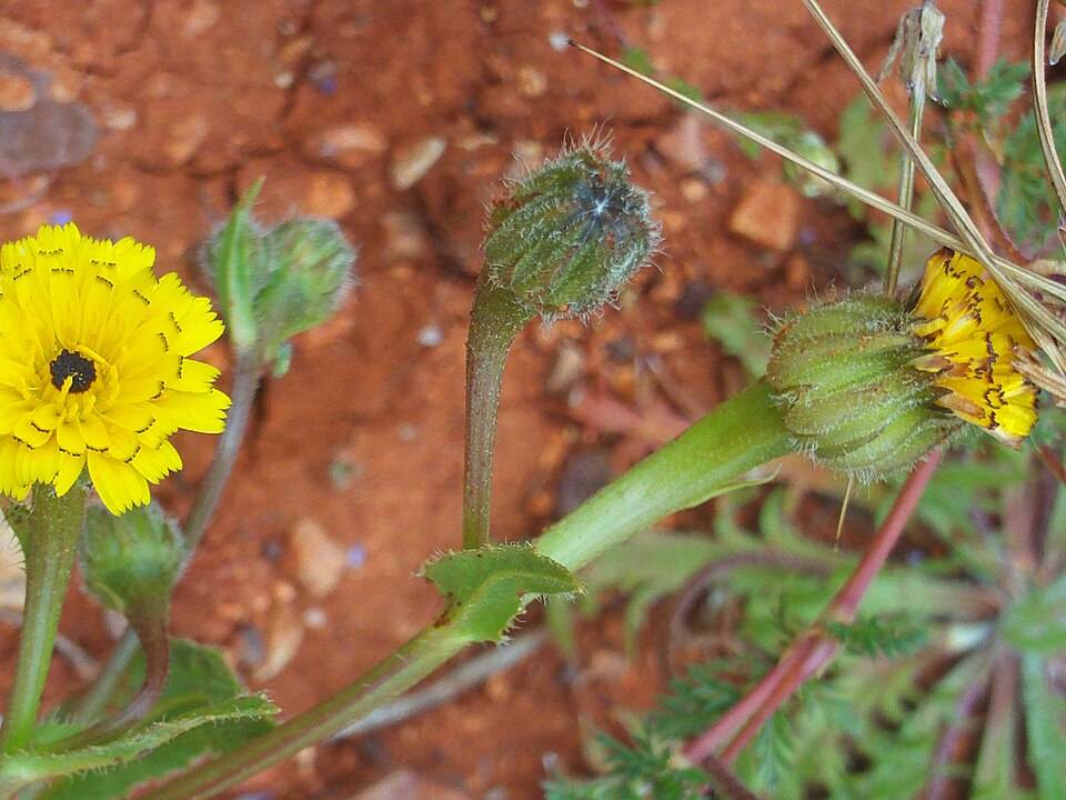 Hedypnois rhagadioloides (Cretanweed) (alternate view 2)