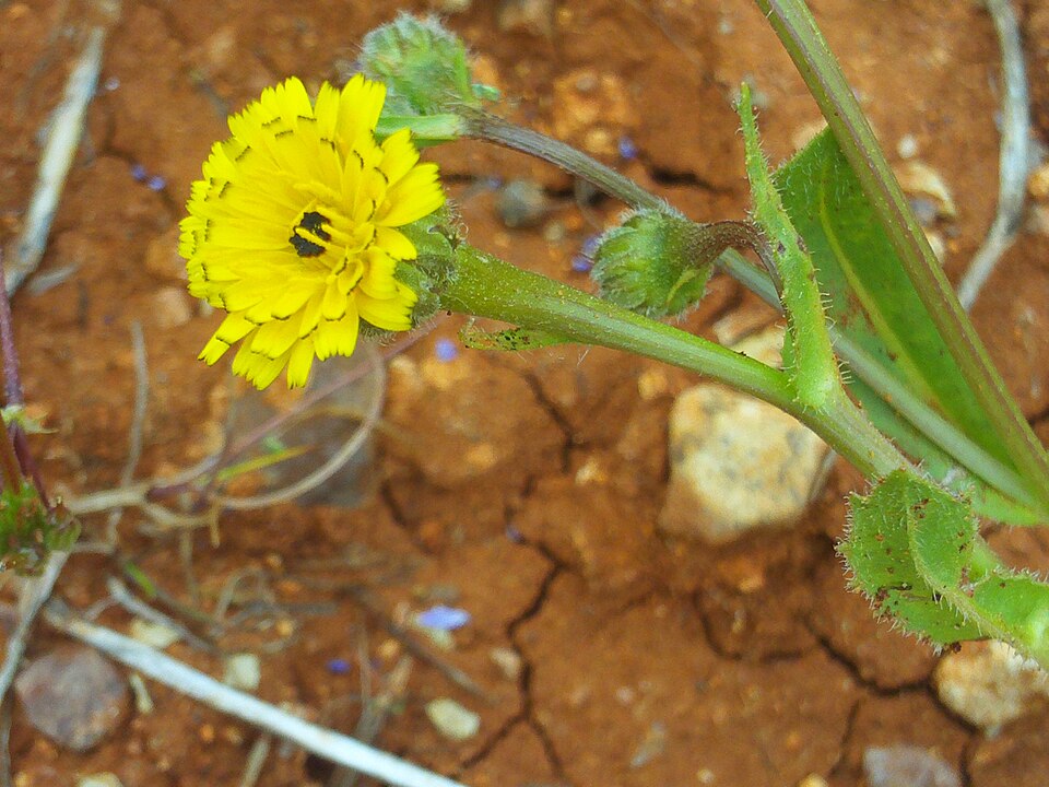 Hedypnois rhagadioloides (Cretanweed) (alternate view 3)
