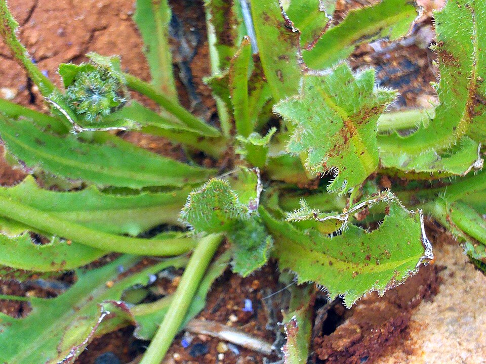 Hedypnois rhagadioloides (Cretanweed) (alternate view 4)