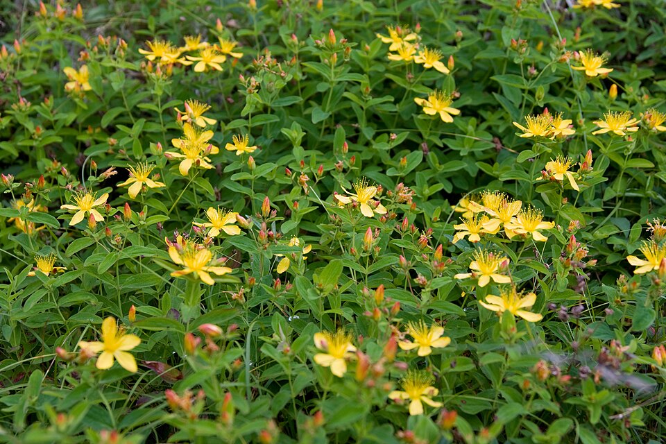 Hypericum (St. John's worts) (alternate view 10)