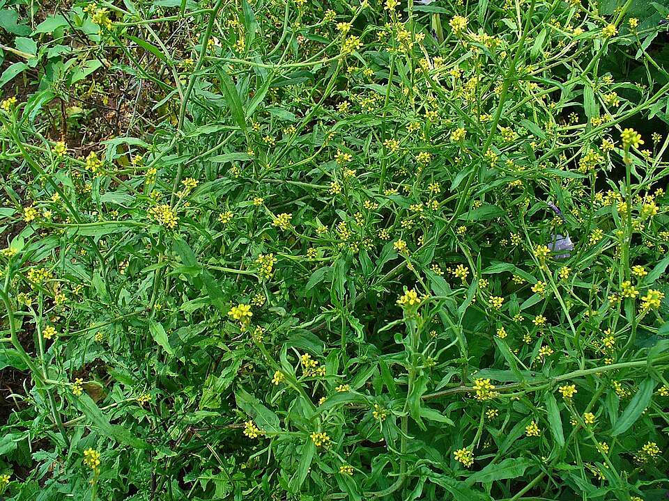 Sisymbrium officinale (Hedge mustard)