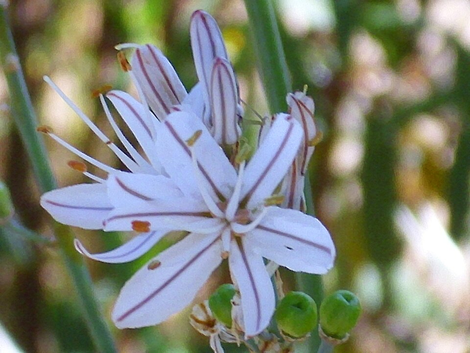 Asphodelus fistulosus (Onion-Leafed Asphodel) (alternate view 7)