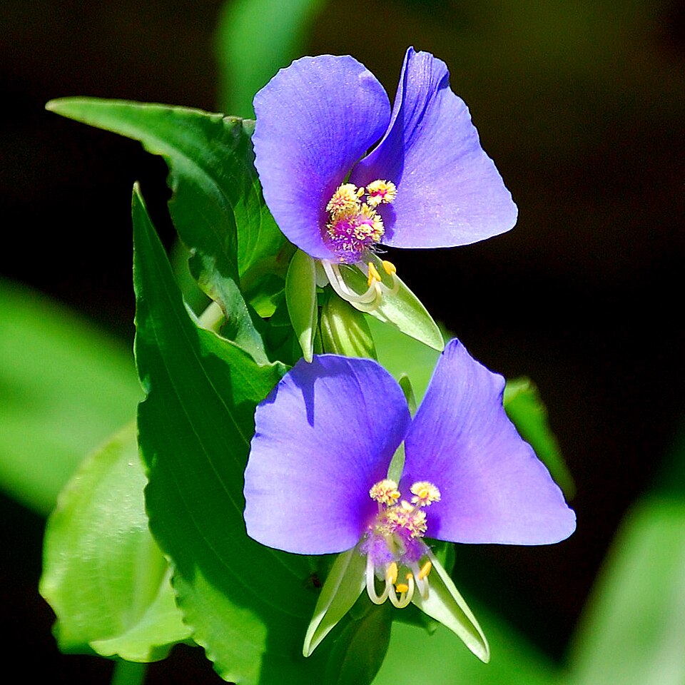 Tinantia anomala (False dayflower)