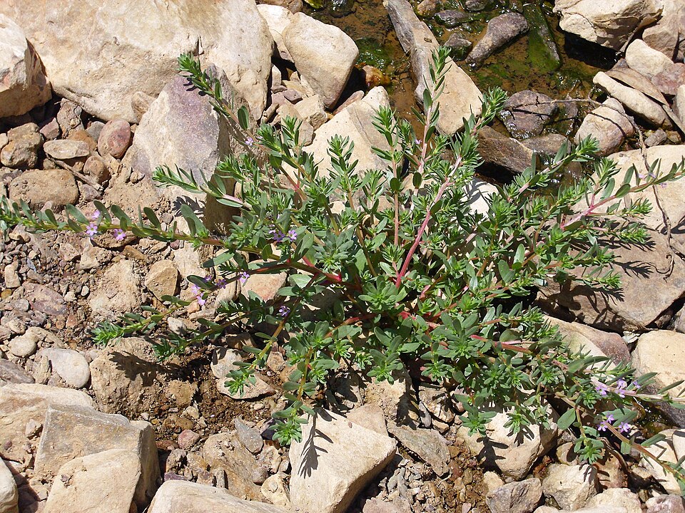 Lythrum hyssopifolia (Hyssop Loosestrife)