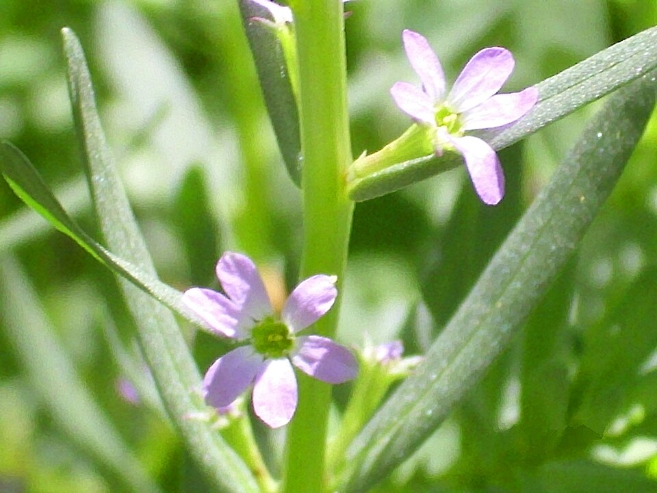Lythrum hyssopifolia (Hyssop Loosestrife) (alternate view 2)