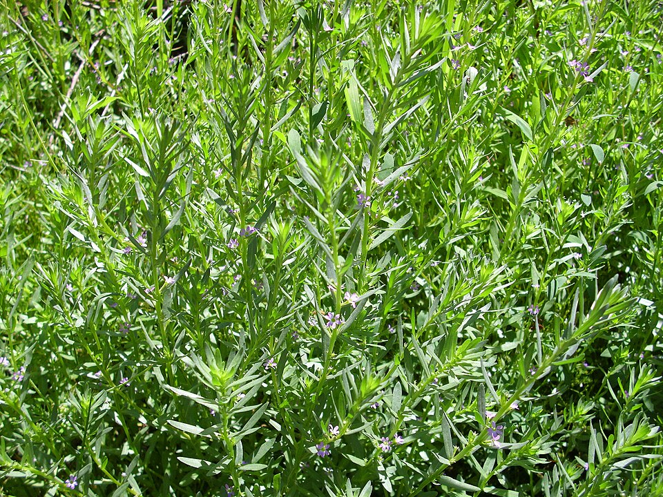 Lythrum hyssopifolia (Hyssop Loosestrife) (alternate view 3)