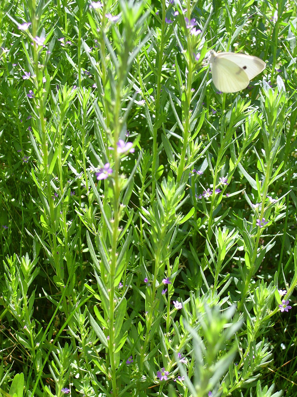 Lythrum hyssopifolia (Hyssop Loosestrife) (alternate view 4)