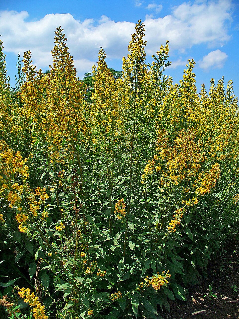 Solidago virgaurea (European goldenrod)