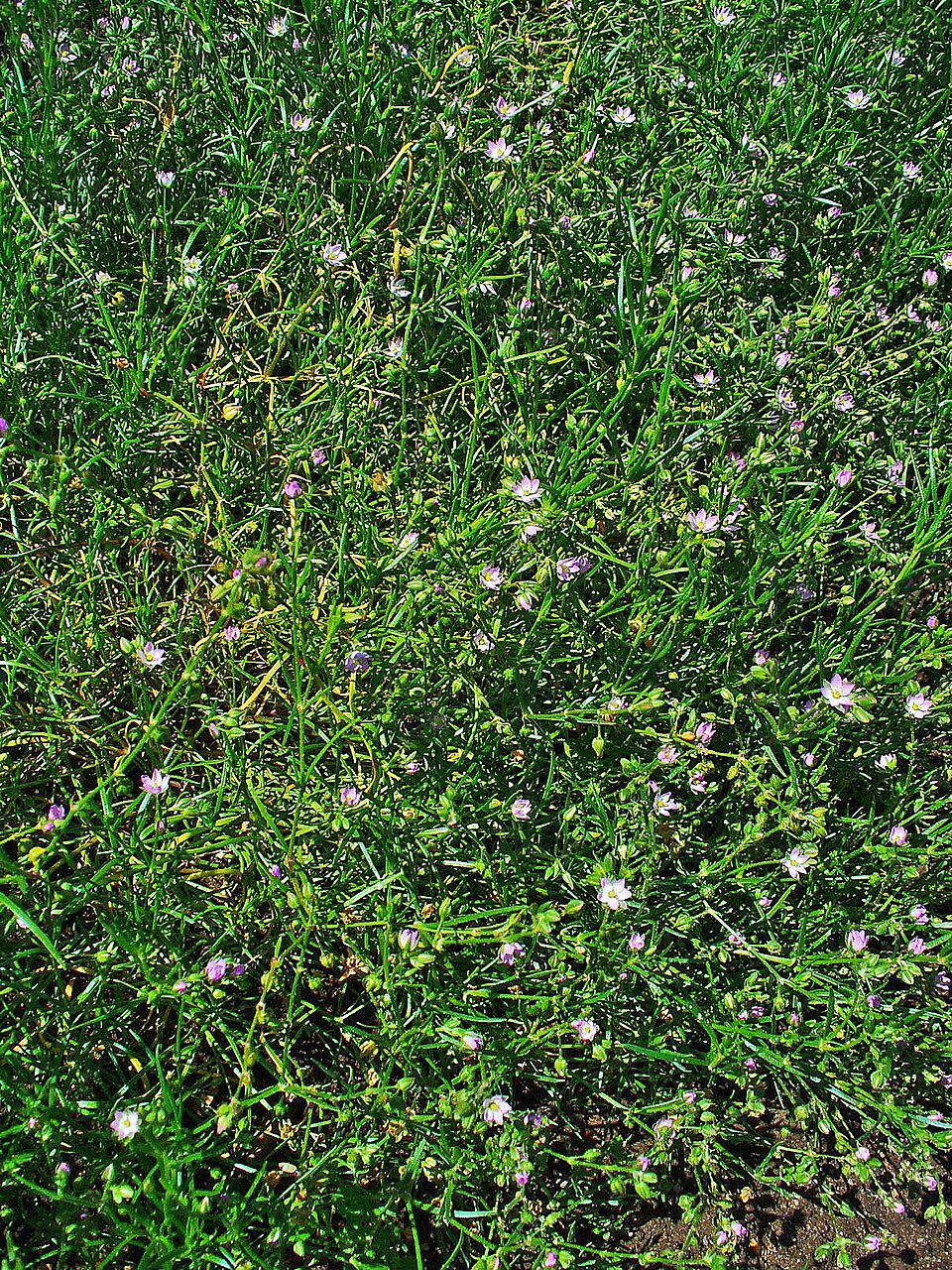 Spergularia rubra (Red Sand Spurrey)