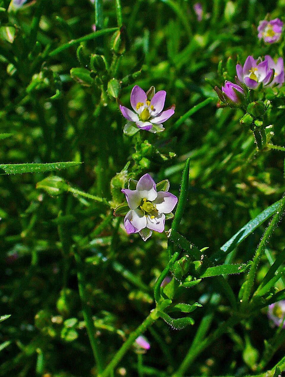 Spergularia rubra (Red Sand Spurrey)
