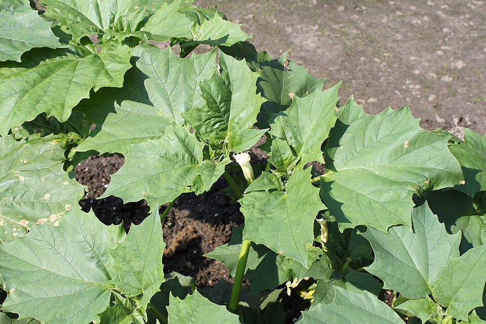 Datura metel (Devil's Trumpet Plant) (alternate view 4)