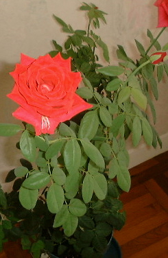 Rosa 'Mister Lincoln' (Mister Lincoln Rose)