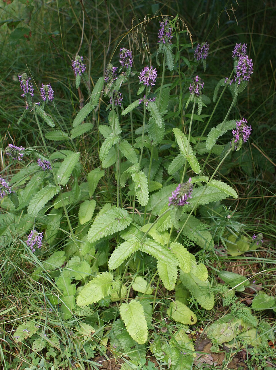 Betonica officinalis (common hedge-nettle)