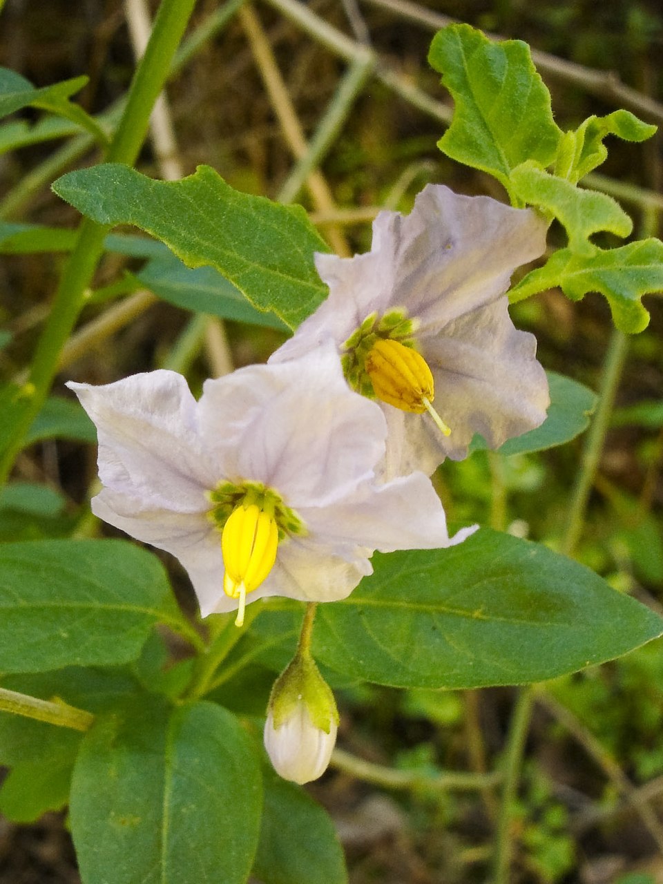 Solanum umbelliferum (bluewitch nightshade) (alternate view 2)