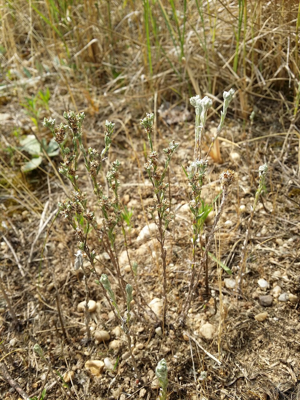 Filago germanica (Common Cudweed)