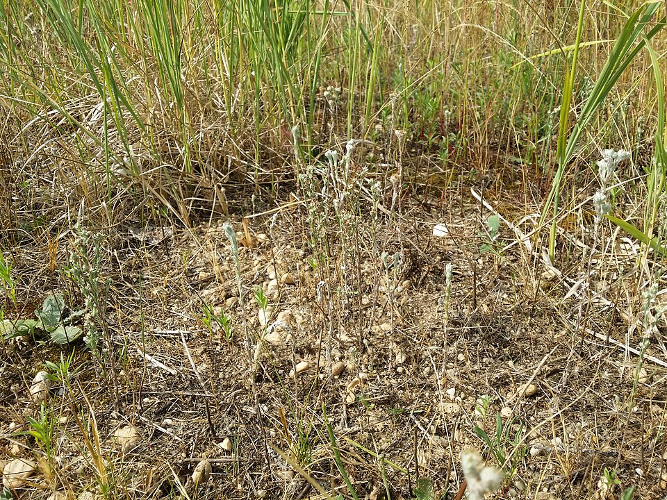 Filago germanica (Common Cudweed)
