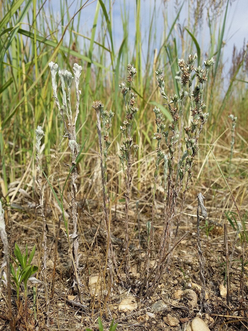 Filago germanica (Common Cudweed)