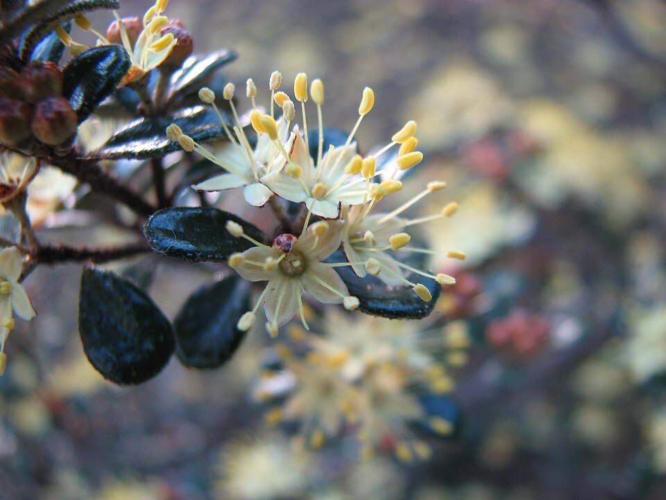Phebalium squamulosum (scaly phebalium)