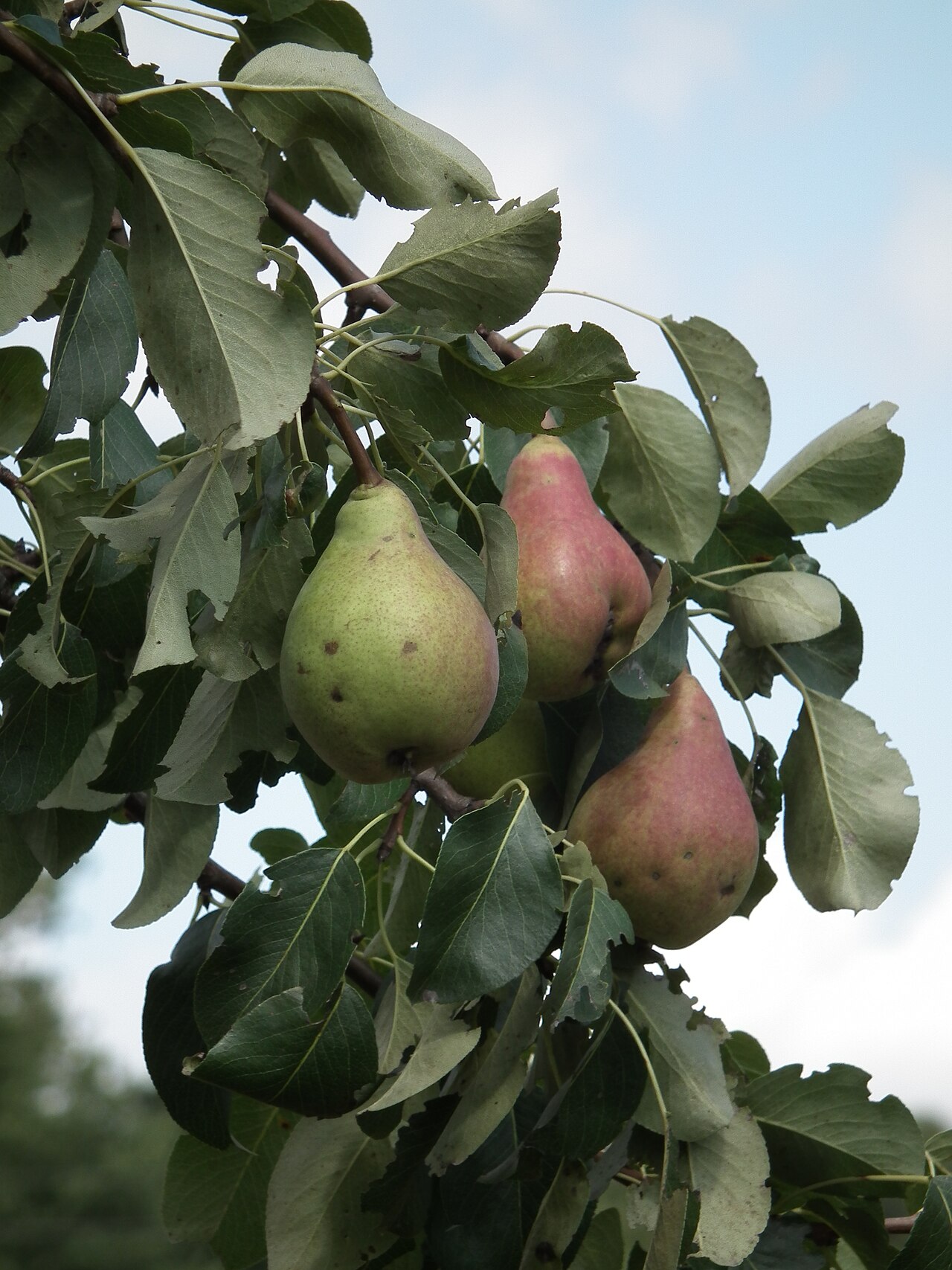 Pyrus communis, Common pear — upright deciduous (Rosaceae) (image 4 of 6)