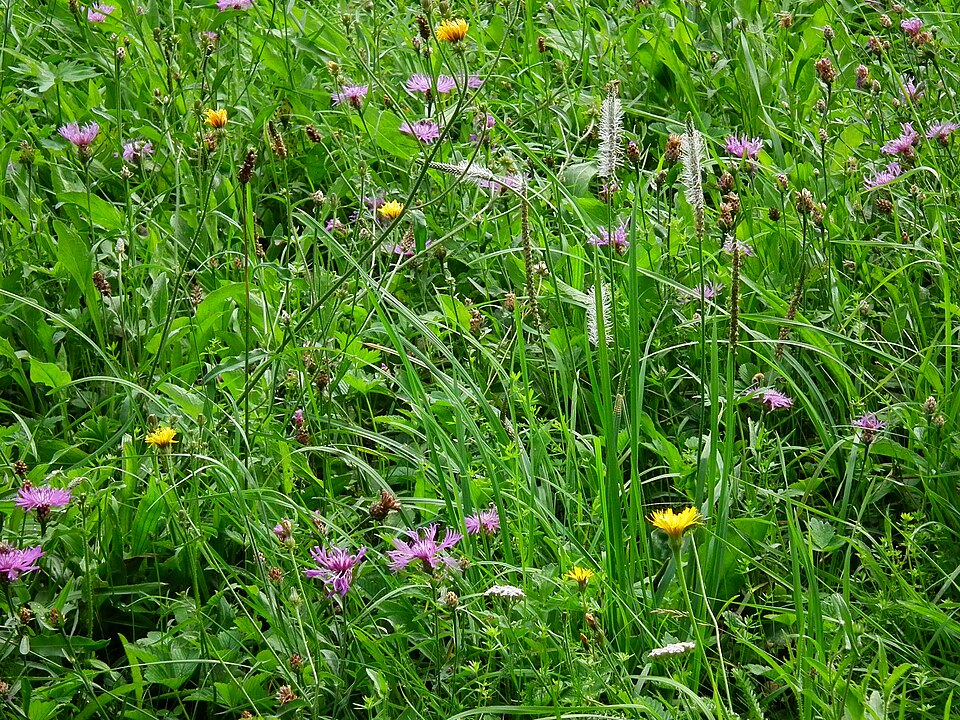 Plantago lanceolata (English plantain) (alternate view 7)