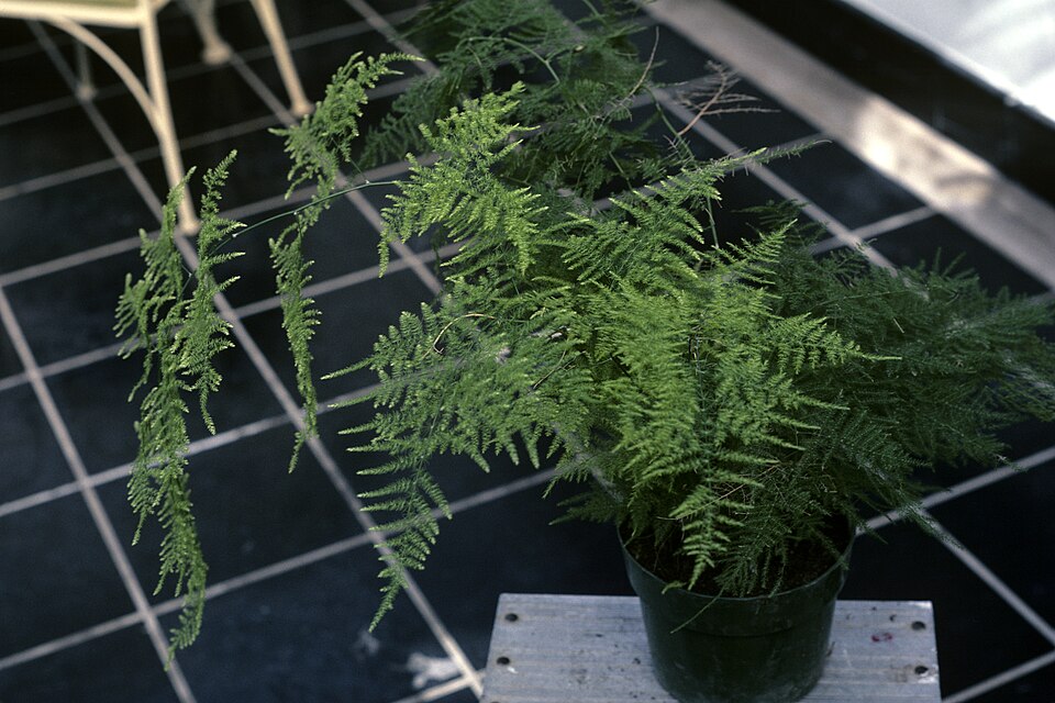 Asparagus setaceus (Asparagus Plumosa Fern) (alternate view 10)