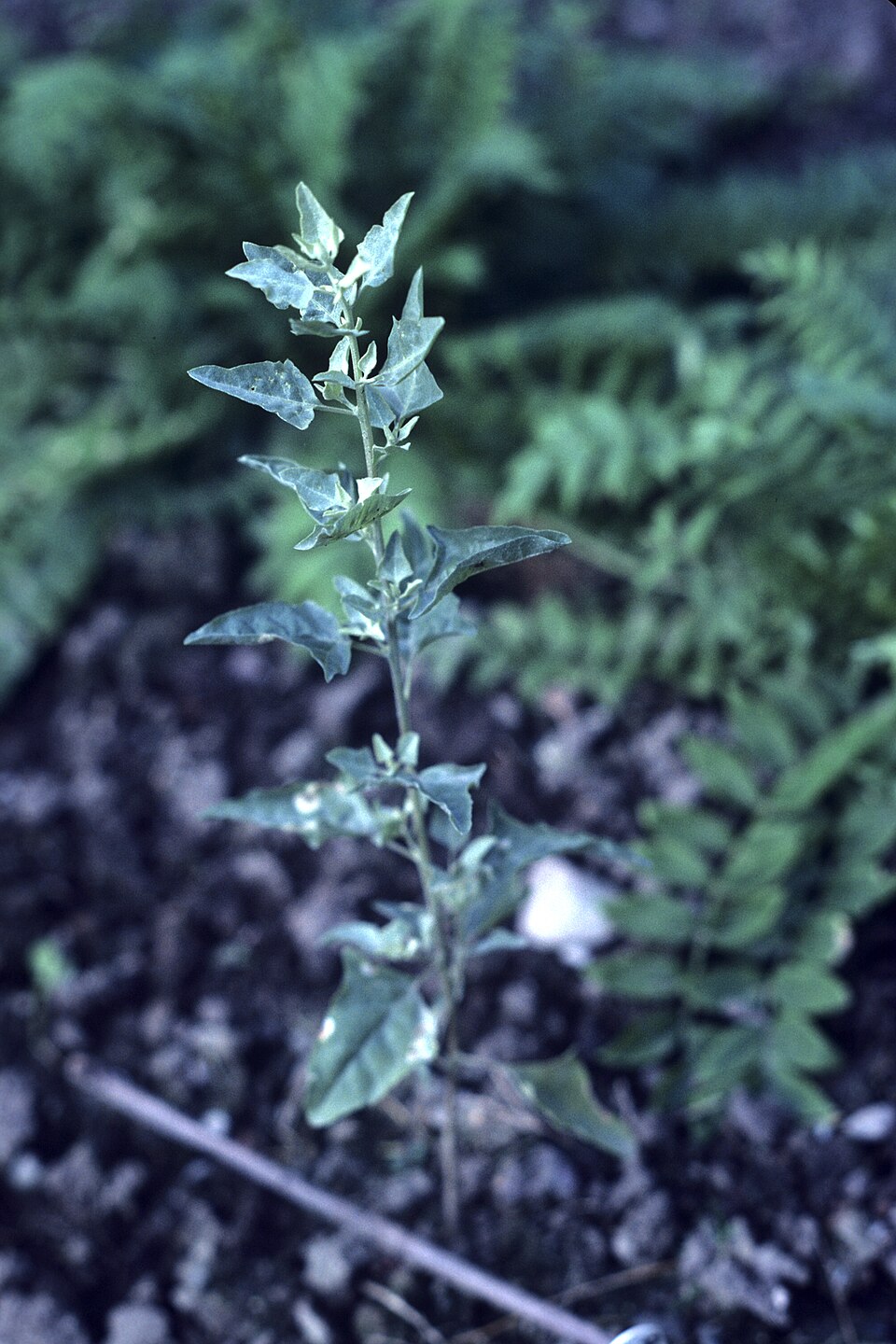 Atriplex lentiformis (big saltbush) (alternate view 6)
