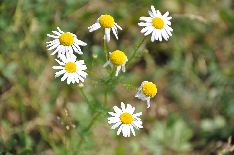 Tripleurospermum inodorum (scentless mayweed)