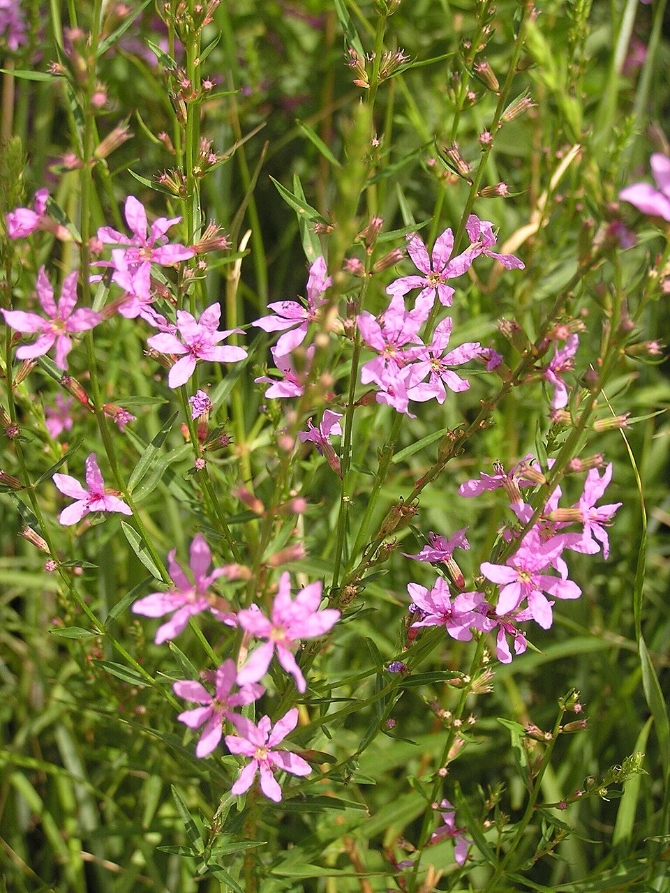 Lythrum salicaria (purple loosestrife) (alternate view 6)