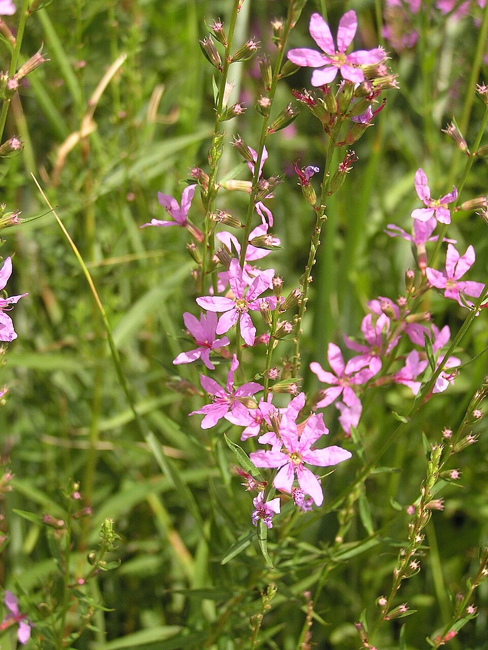 Lythrum salicaria (purple loosestrife) (alternate view 7)