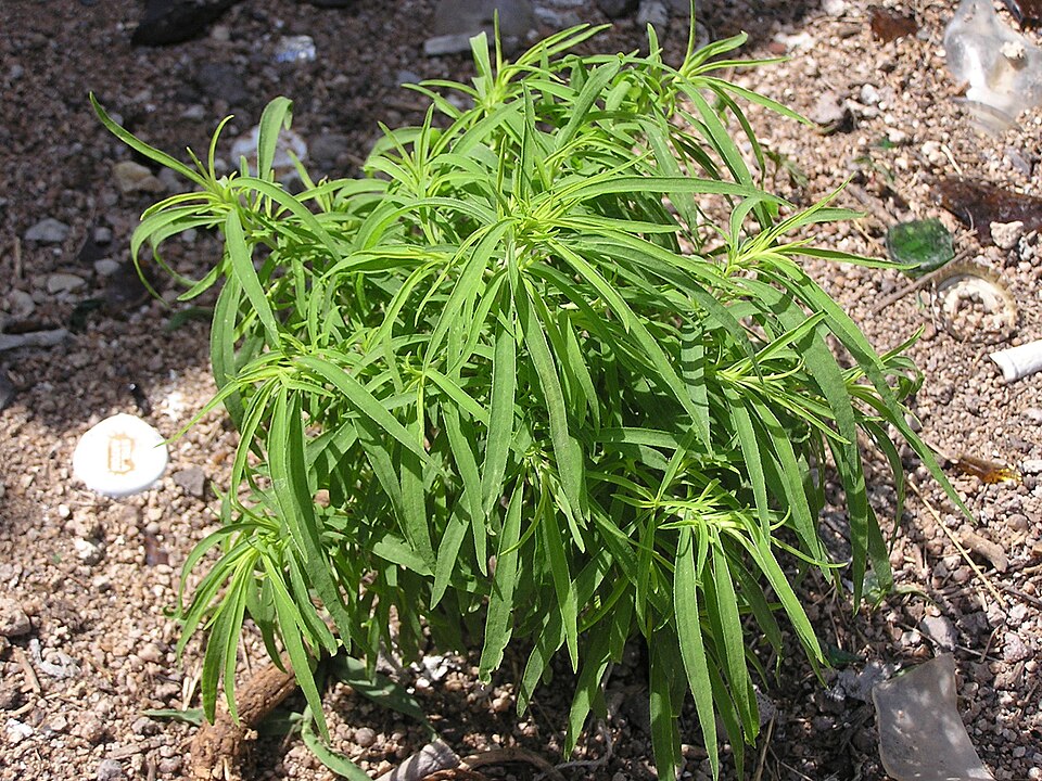Bassia scoparia (summer-cypress) (alternate view 2)