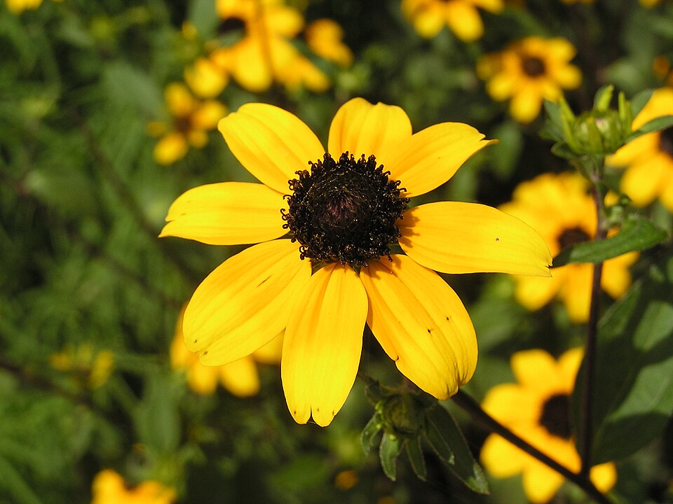 Rudbeckia triloba (Brown-Eyed Susan) (alternate view 6)
