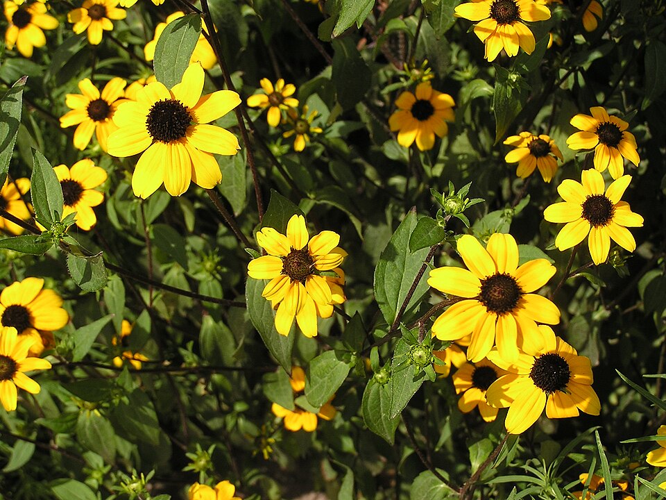 Rudbeckia triloba (Brown-Eyed Susan) (alternate view 7)