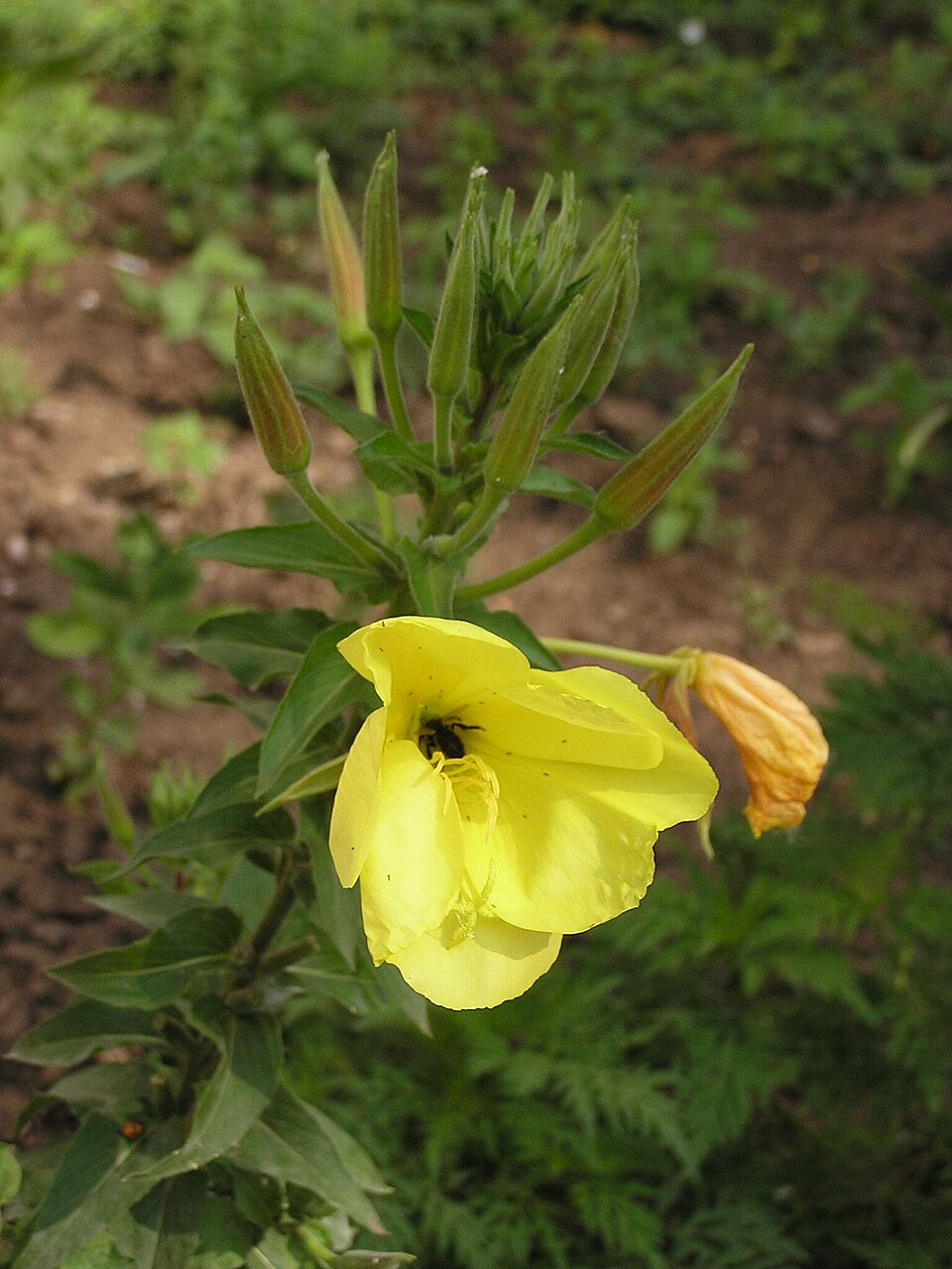 Oenothera glazioviana (Large-flowered Evening-primrose)