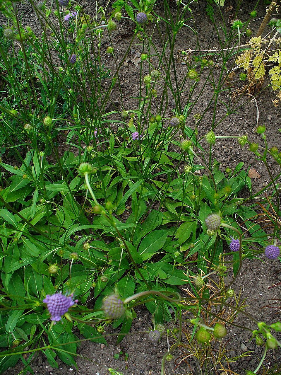 Succisa pratensis (Devil's-bit Scabious)